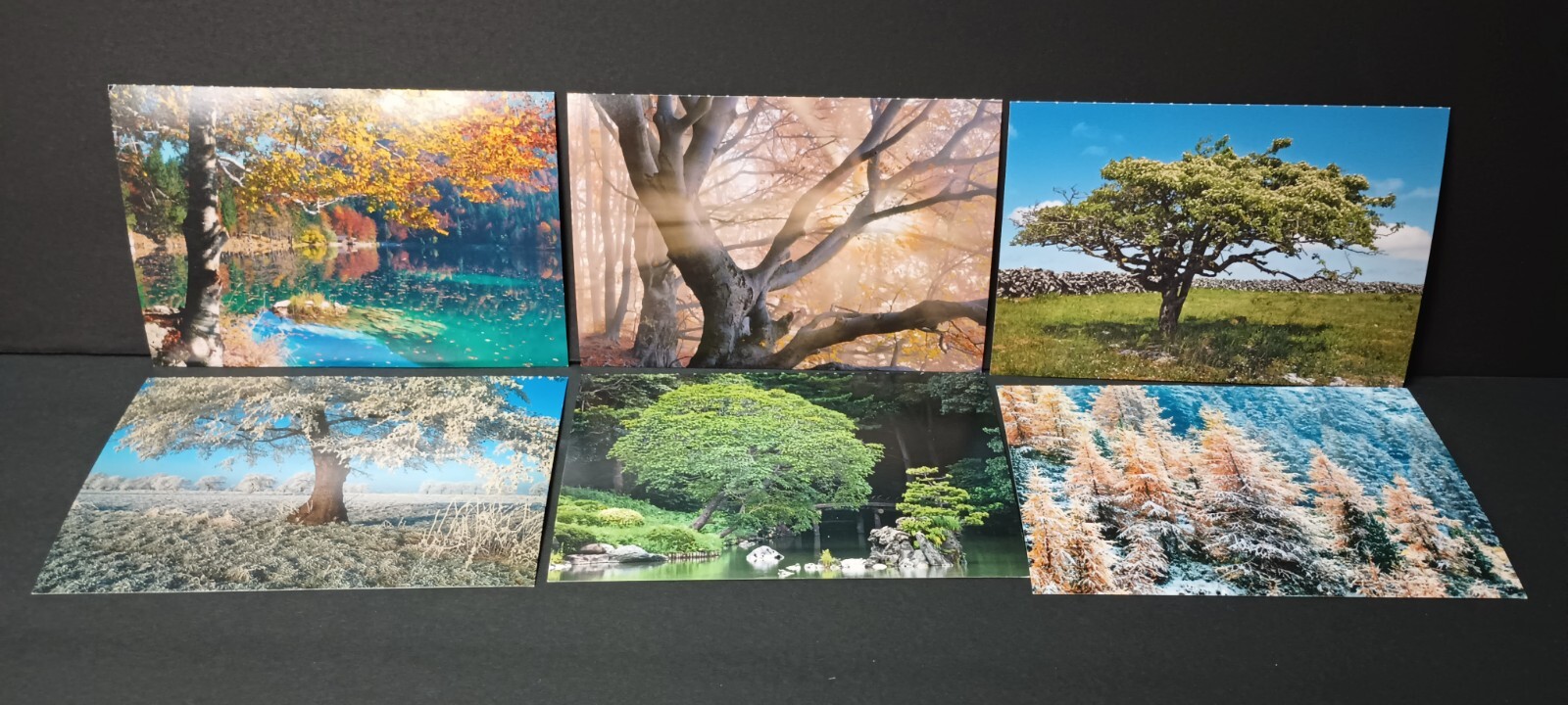 6 Postcards of Trees Ireland Spain Italy Switzerland Japan Germany 4.25\
