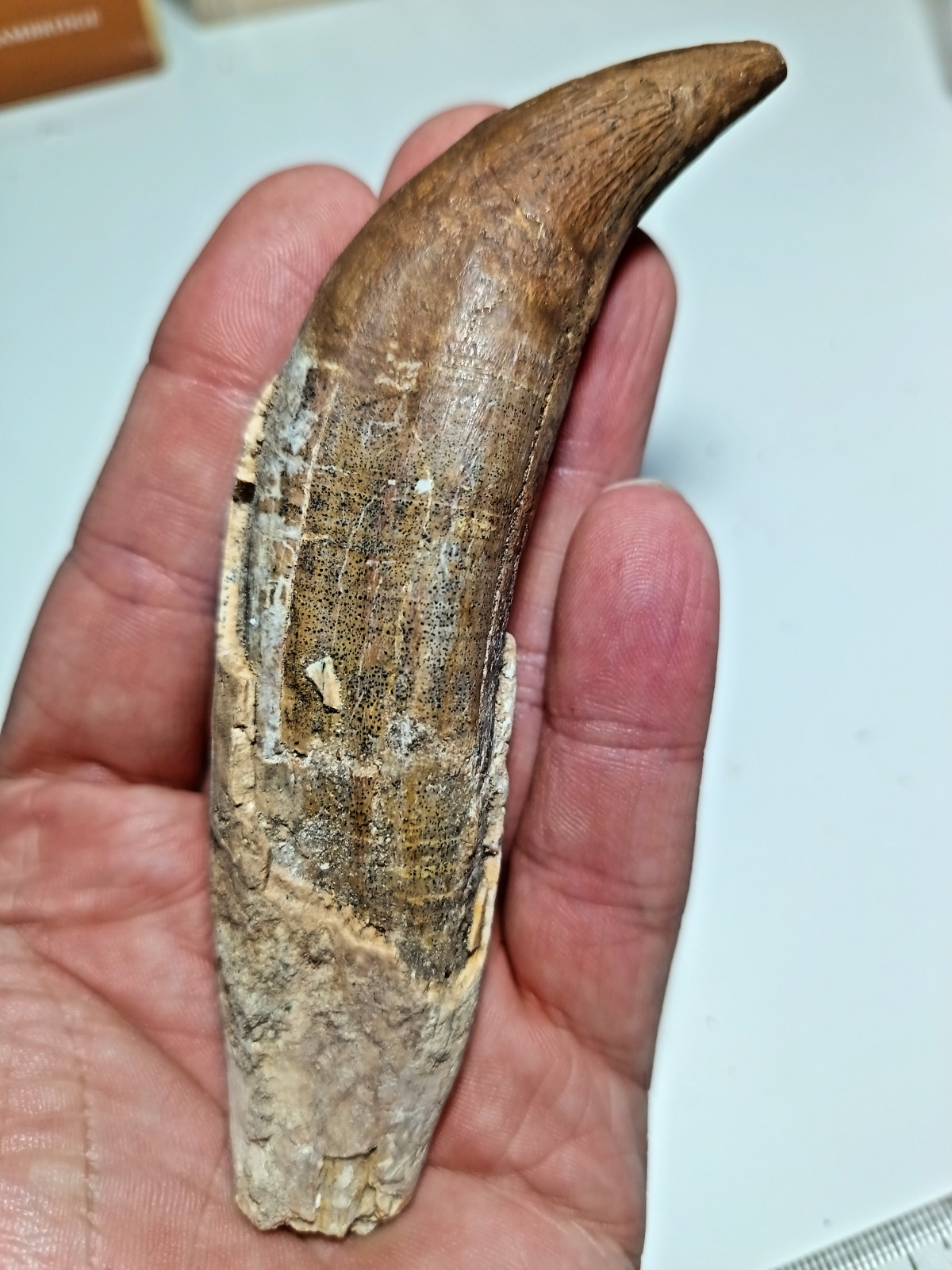 HUGE 5.5 Inch Eocene Fossil Basilosaurus Whale Tooth, Rooted MV128
