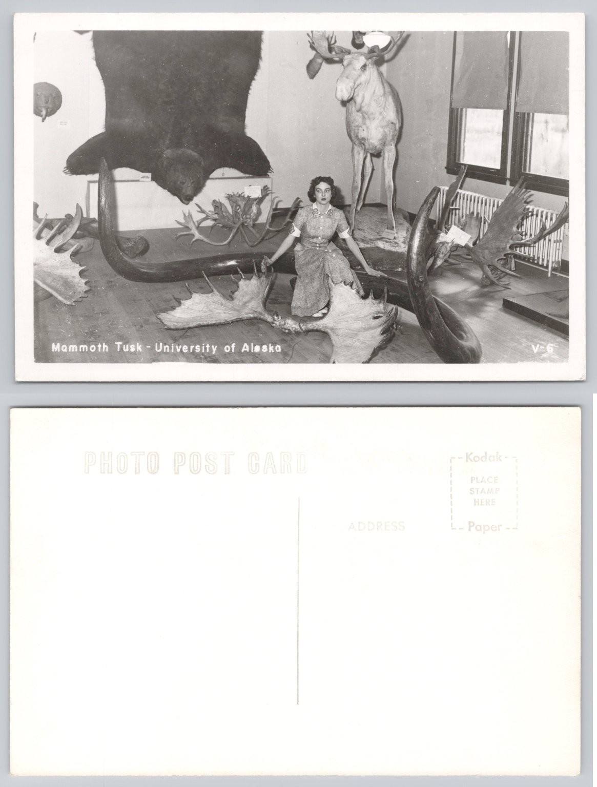 University of Alaska Fairbanks Mammoth Tusk Moose RPPC 1940s 1950s Photo