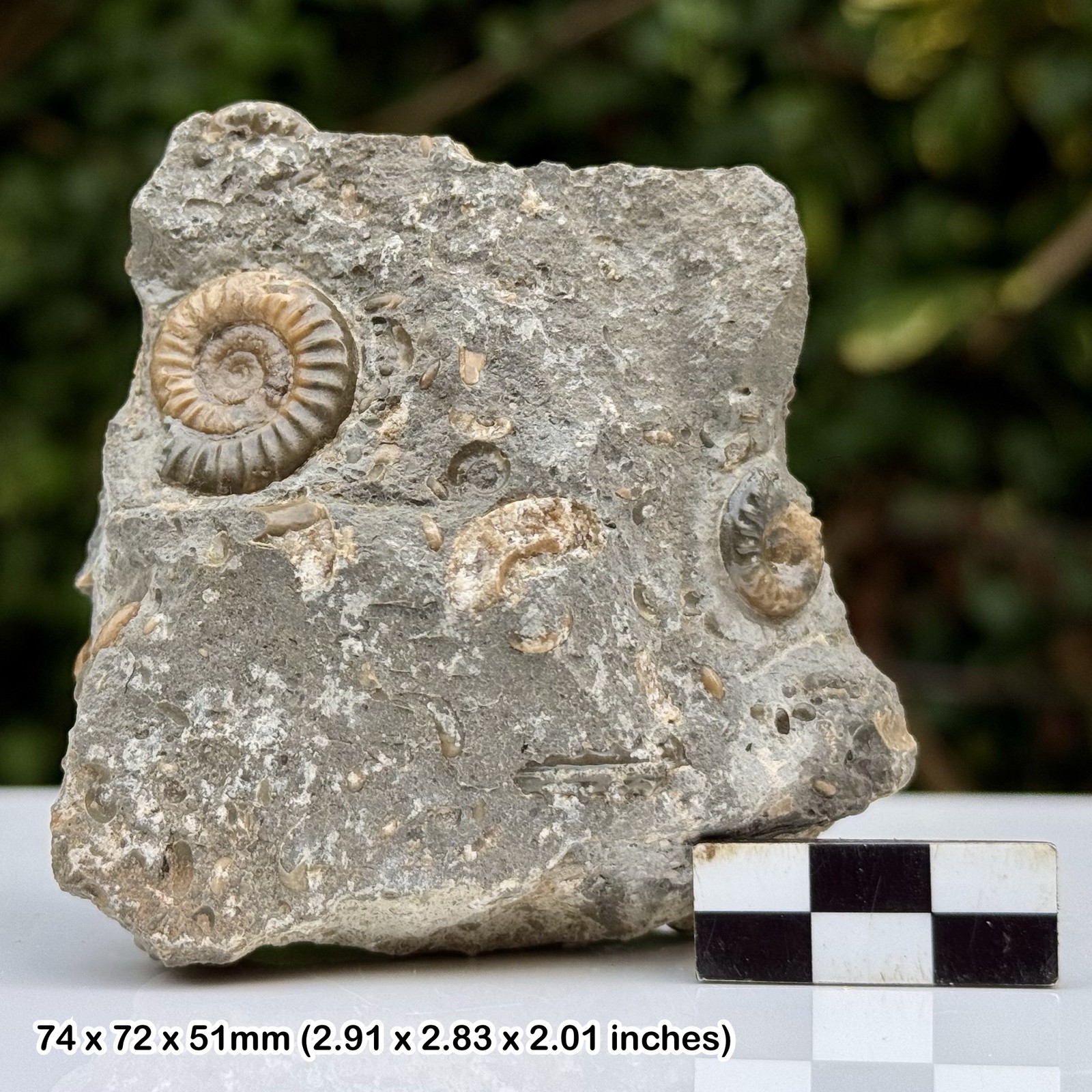 Promicroceras Multi Block Calcite Ammonite Fossils Black Ven Marls Lower Lias