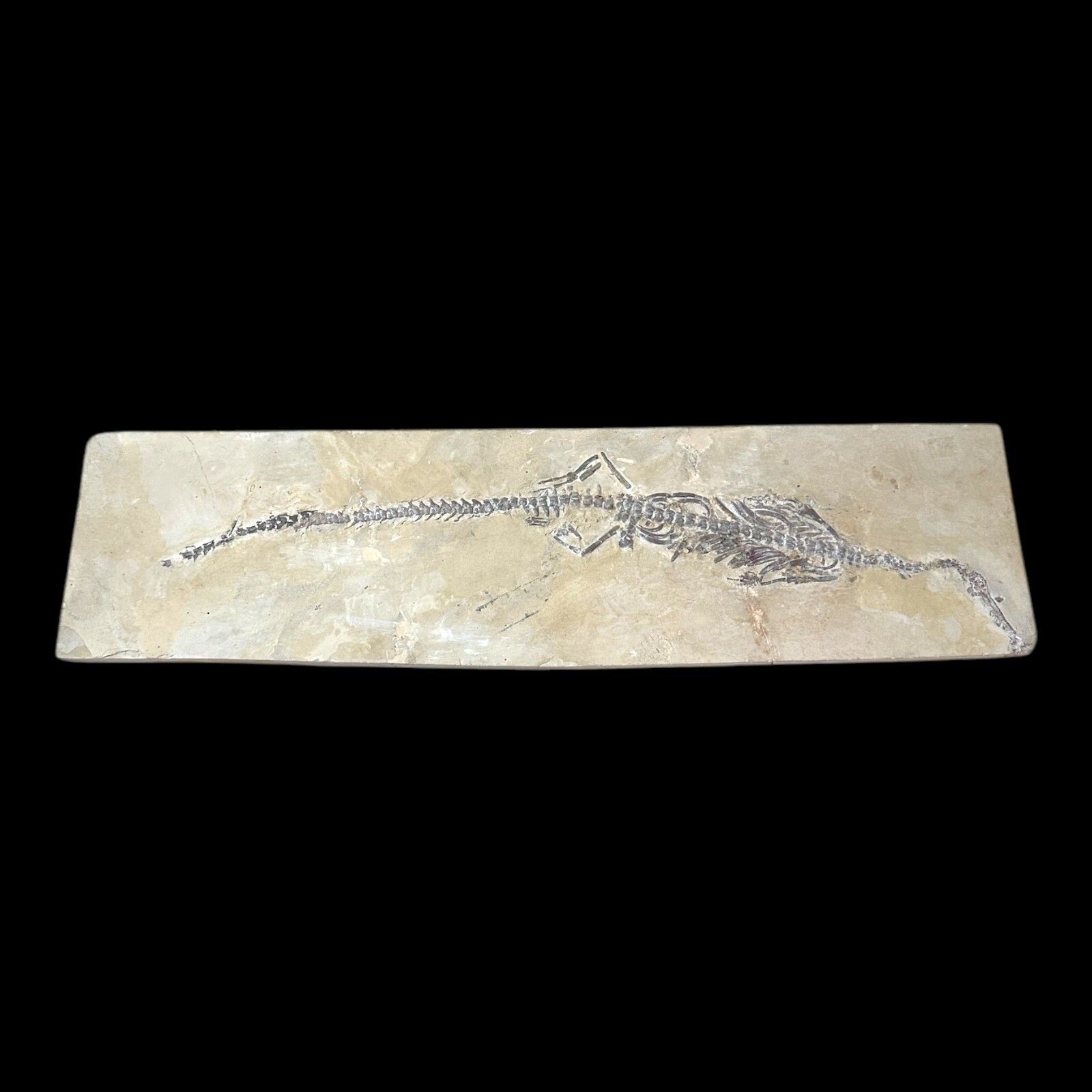 Mesosaurus Lizard Fossil--Exquisite Early Permian Specimen