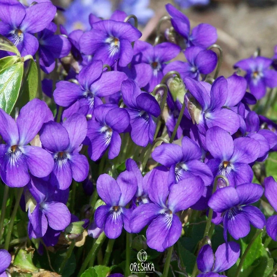 Seeds of Sweet violet — 20 pcs (Viola odorata)
