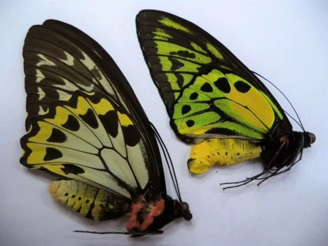 Ornithoptera croesus toeantei RARE A1 PAIR, M & F Unspread, ex - Morotai Island 