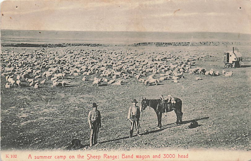 Postcard MT: Summer Camp, Sheep Range, Band Wagon Chinook, Montana UDB 1900\'s