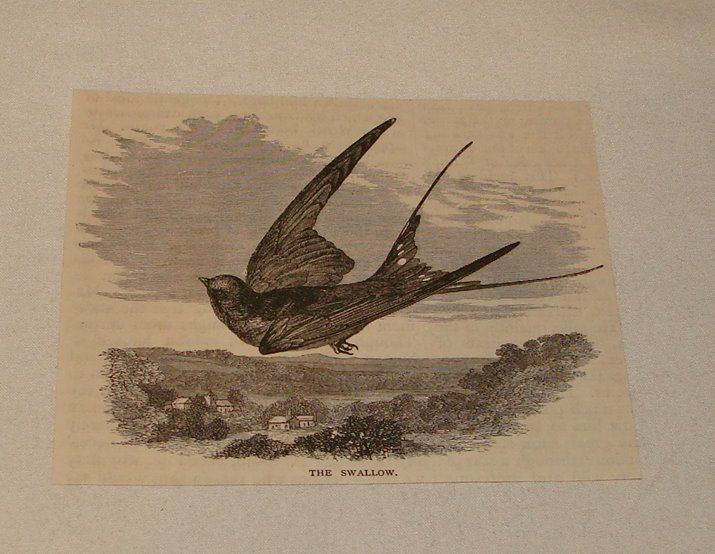 1877 magazine engraving ~ THE SWALLOW