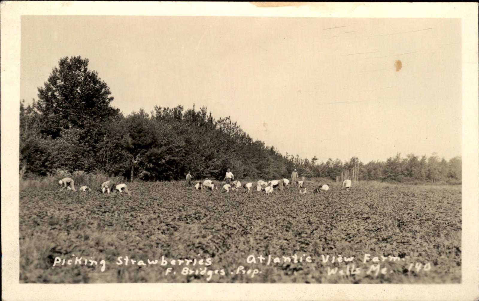 Wells ME Picking Strawberries F. Bridges c1920s Real Photo Vintage Postcard bhn