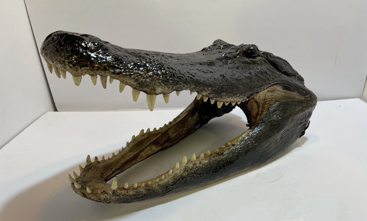 Real American Alligator Head From 9 Foot Louisiana Gator 16-17”