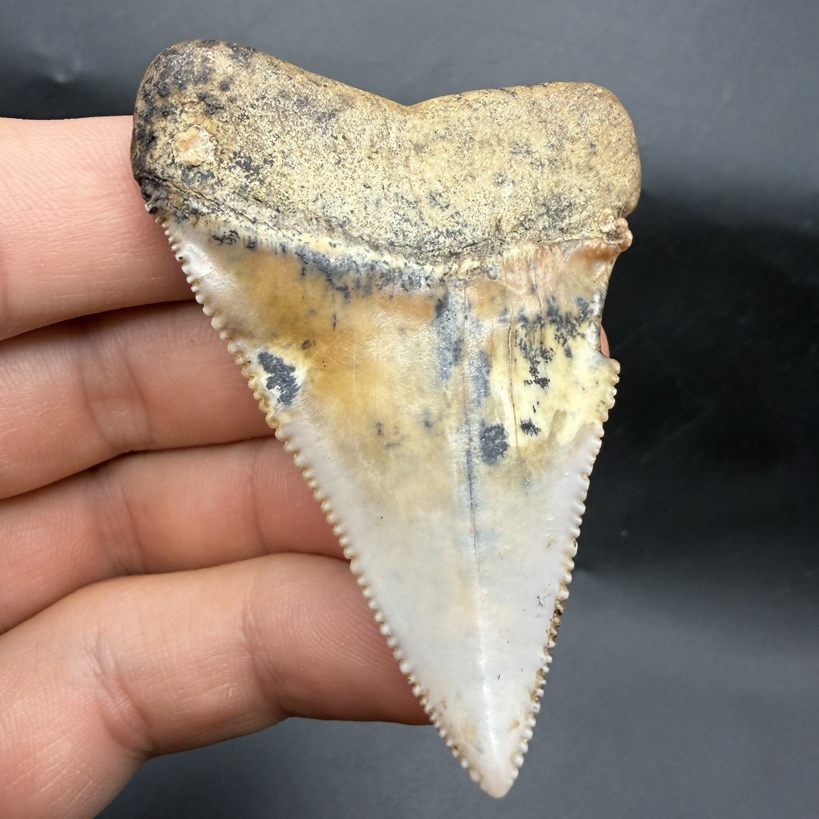 HUGE Great White Shark Tooth 2.62” PERU EXOTIC LOCATION FOSSIL