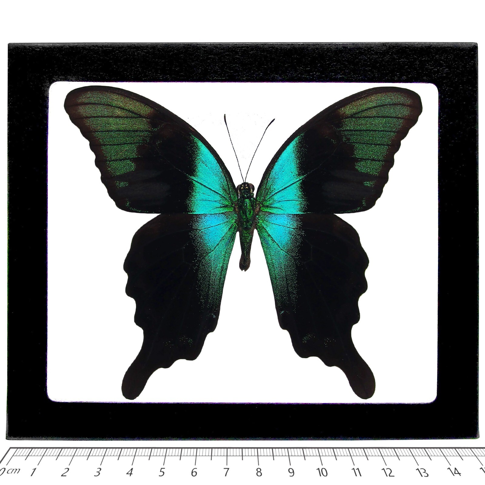 Papilio adamantius REAL FRAMED BUTTERFLY BLUE GREEN SWALLOWTAIL