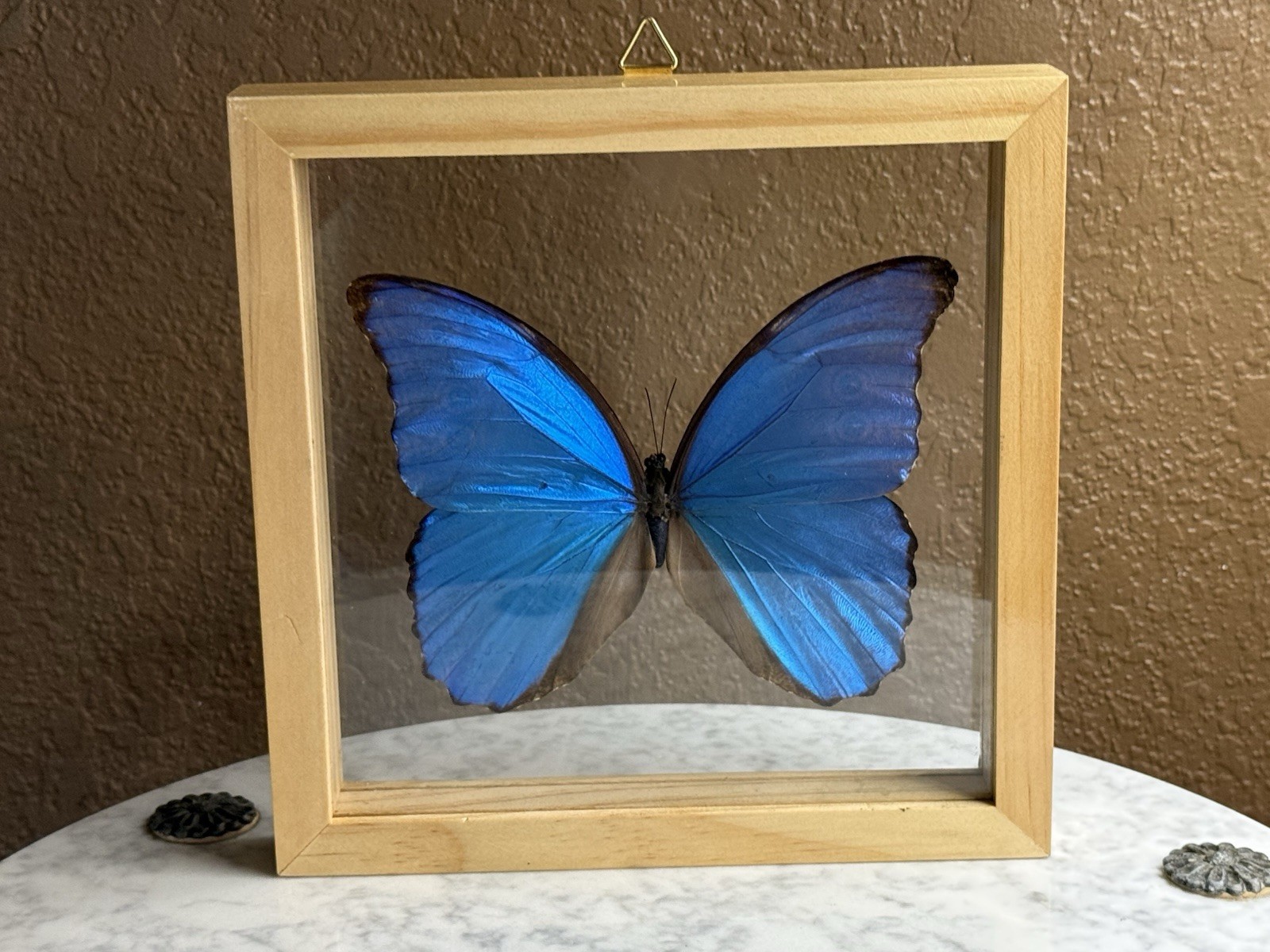 Blue Morpho Butterfly Framed and Mounted in Black Display Double Sided 8” By 8”