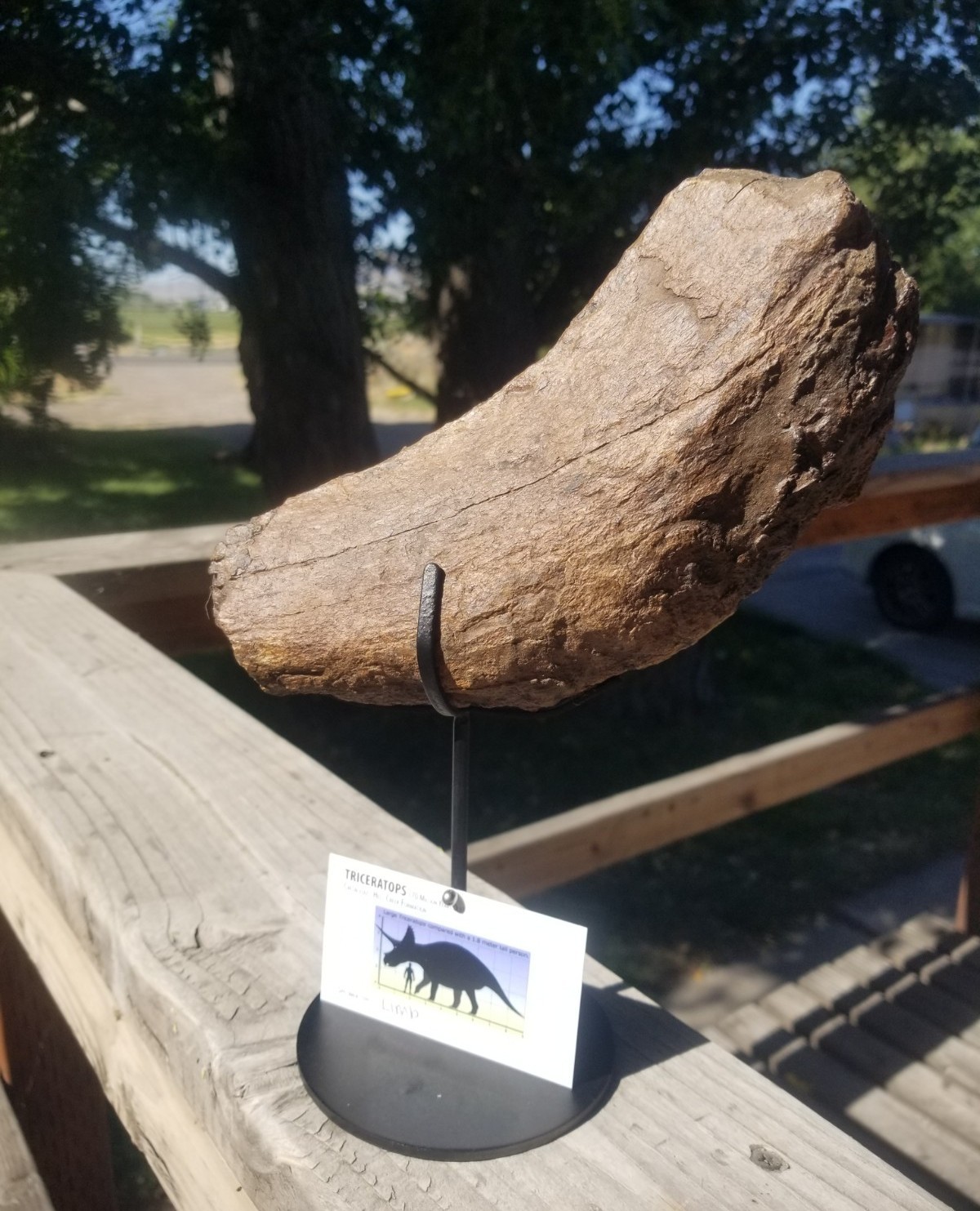 Nice Triceratops Limb Section Fossil Specimen Defined Cretaceous Hell Creek MT