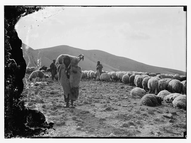 Photo:Middle East 1900s 23rd Psalm Sheep Shepherd Flock on Hillside