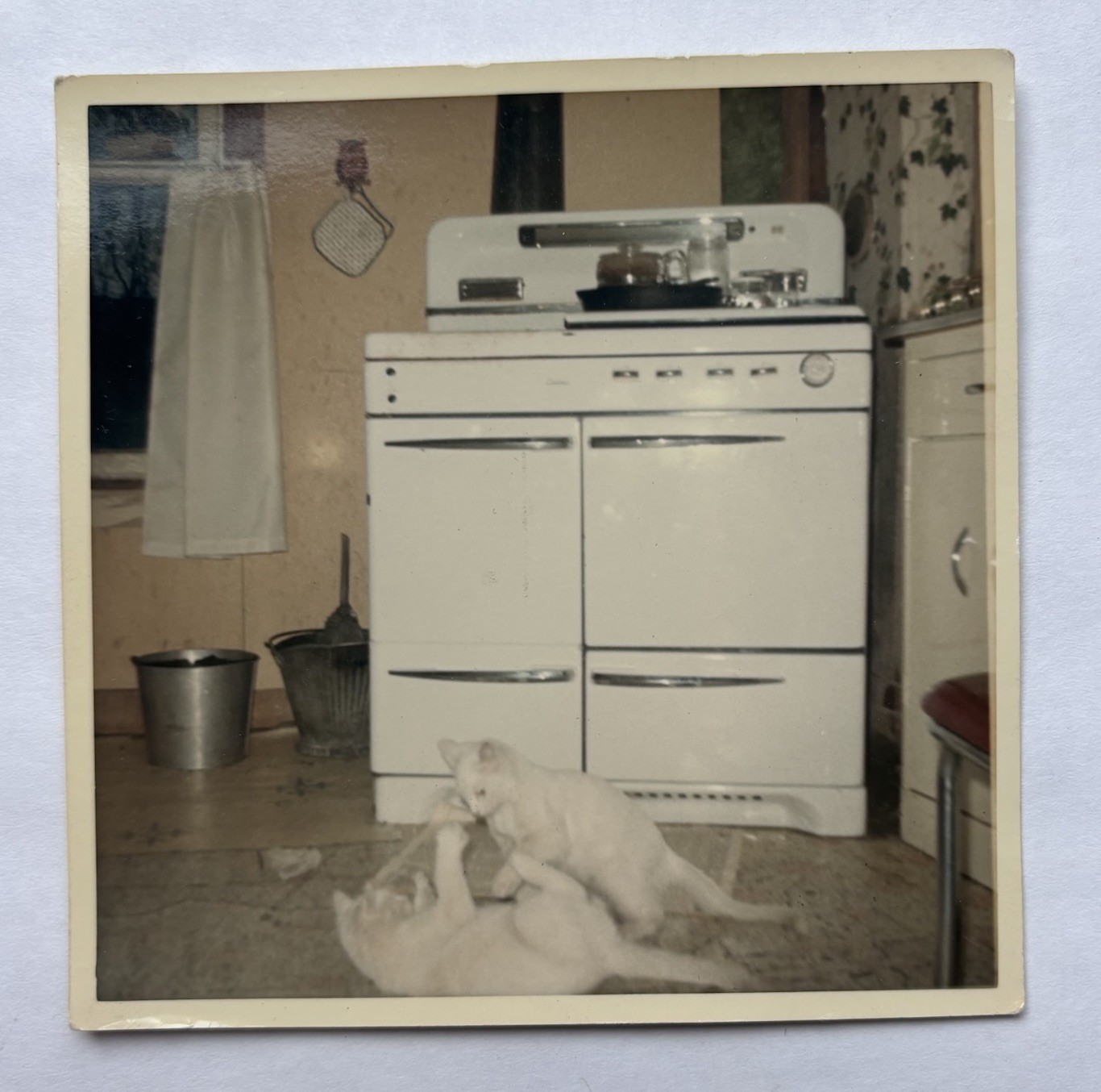 Vtg Color Snapshot Cute White Kittens Cats Playing in Retro Kitchen Gas Stove