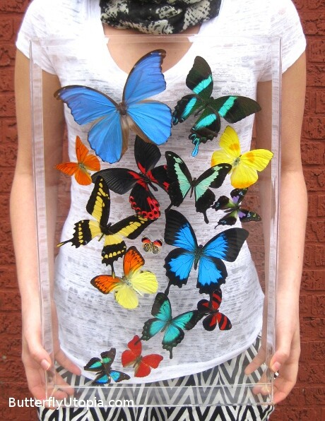 Real 3D Framed Rainbow Butterfly Art - 12x18 Acrylic Frame 