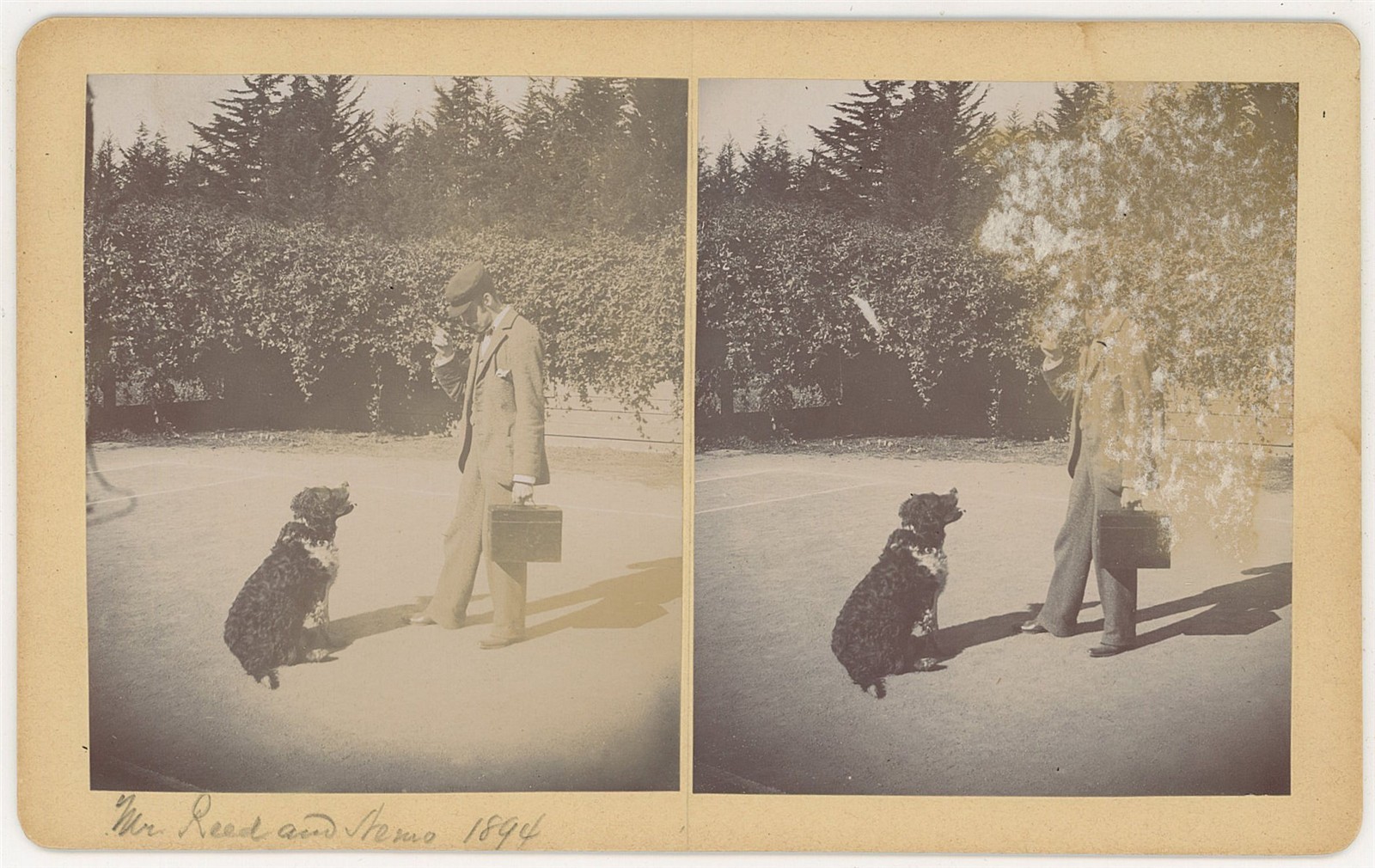 SAN FRANCISCO STEREOVIEW - Berkeley - George W. Reed Photographer & Dog c1894