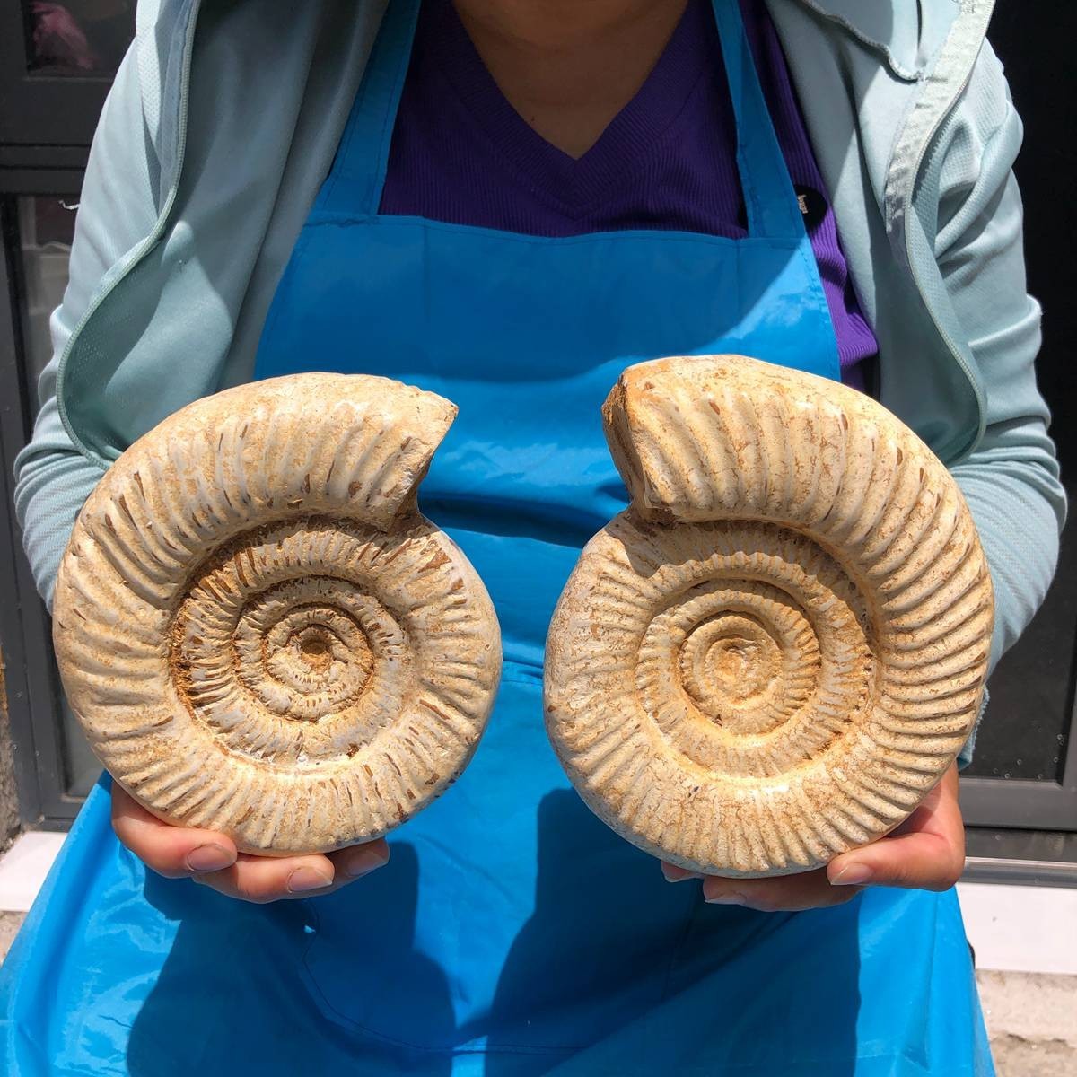 2pcs 5.8LB Natural White Ammonite Fossil Specimen Home Decor Healing Stone 6808