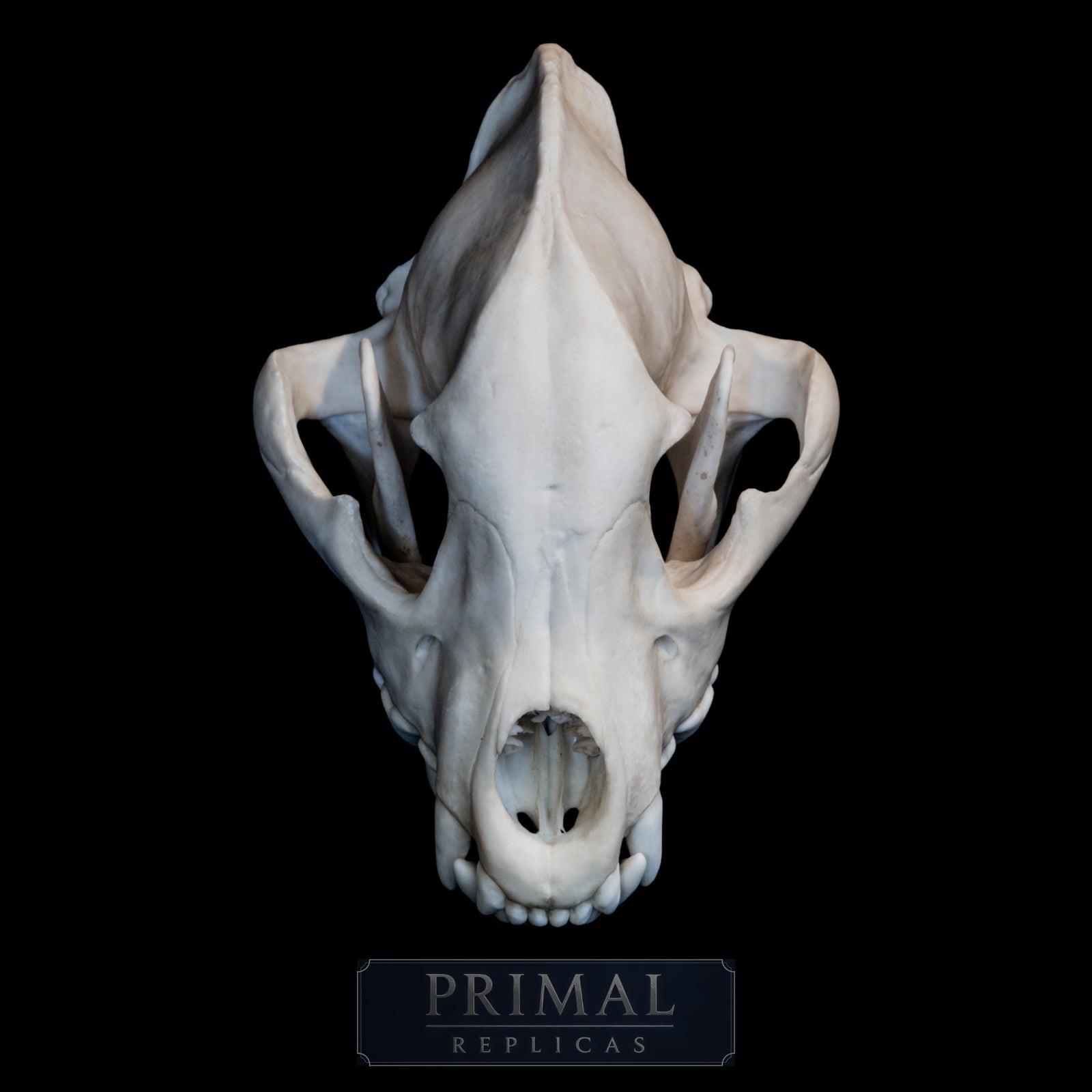 Spotted Hyena Skull Replica – Life-Sized Museum-Quality Crocuta crocuta Skull