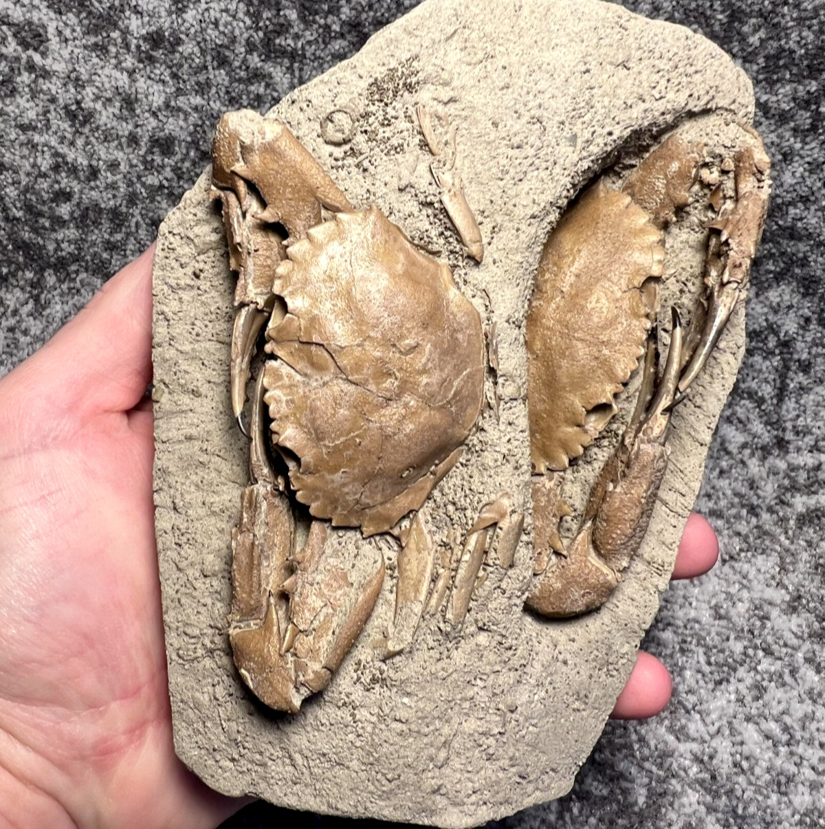 Charybdis Fossil Crabs – Unusual Double Association ✅