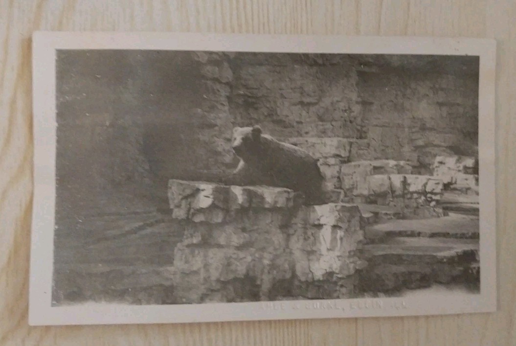 Vintage Postcard 1921 Bear Pits Forest Park Zoo St Louis Missouri  Ephemera RPPC