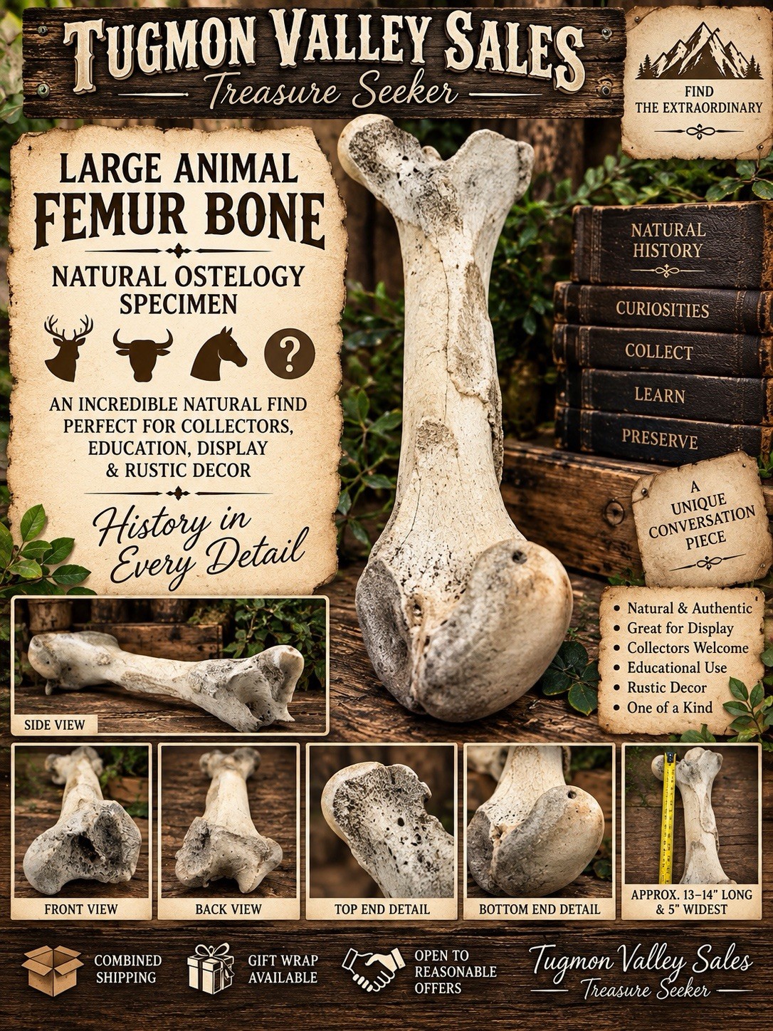 Large Animal Femur Bone 13-14” Natural Osteology Anatomy Specimen Rustic Decor
