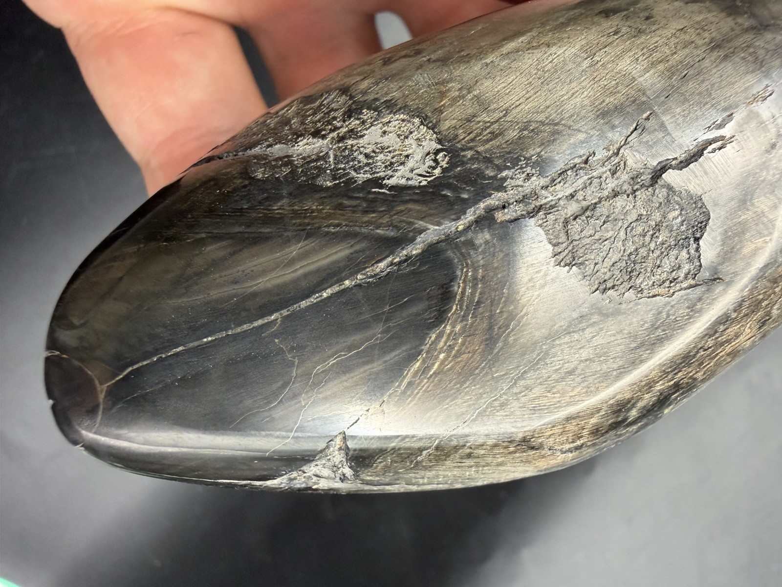 HUGE LEVIATHAN SPERM CETACEAN TOOTH FOSSIL POLISHED 4.5”