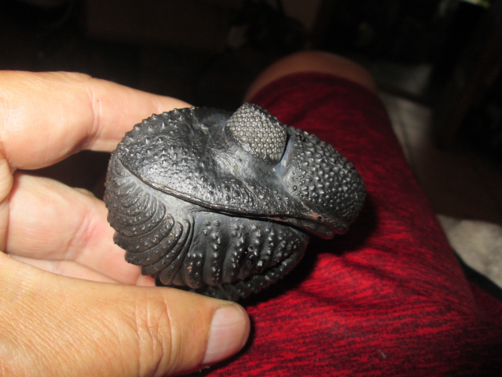 Beautiful enrolled drotops trilobite -large -pristine example