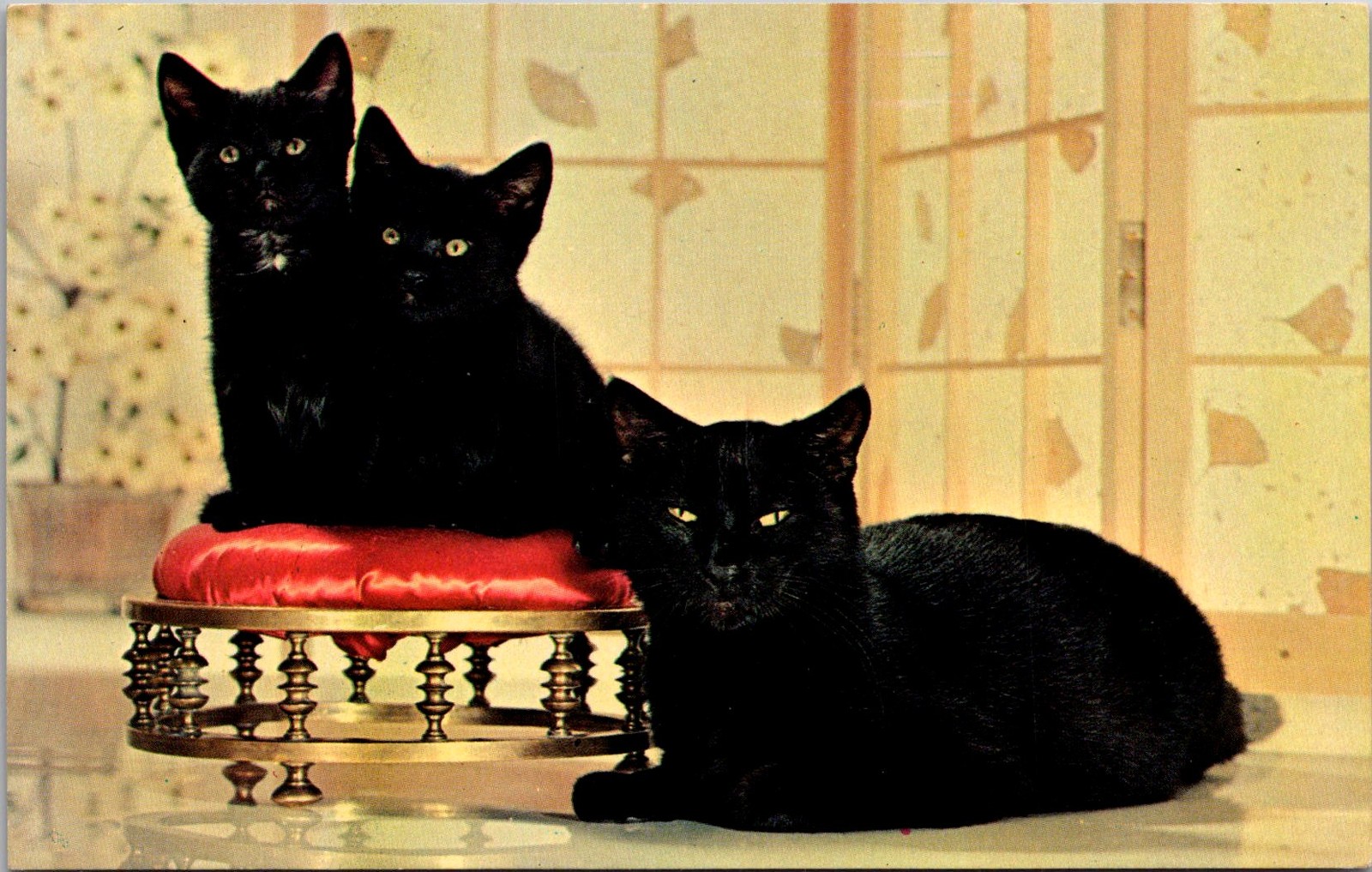 Black Cat Family Greetings Leacock PA Vintage Postcard 5P22-5