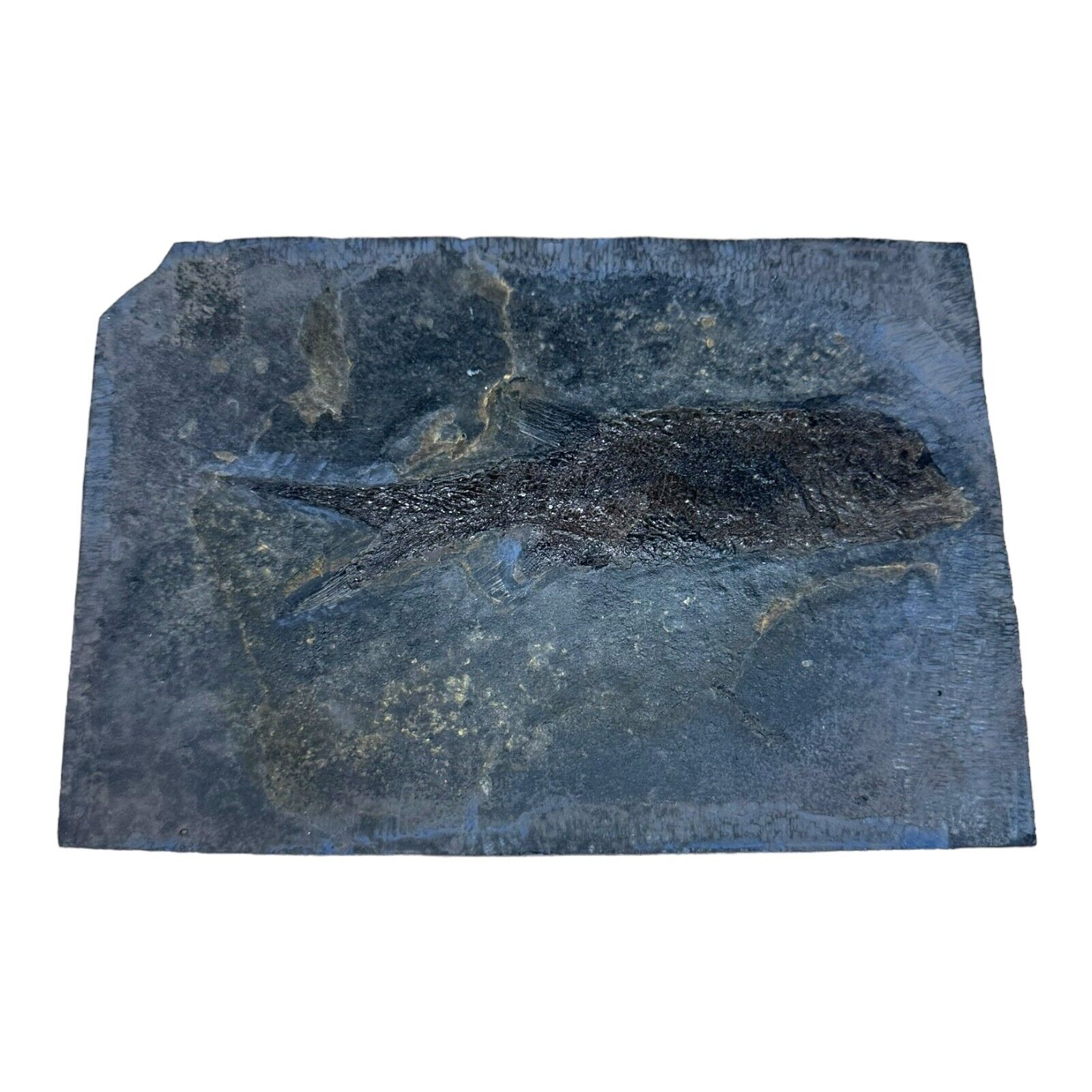 Amblypterus Fossil Fish - Upper/Lower Permian - Germany