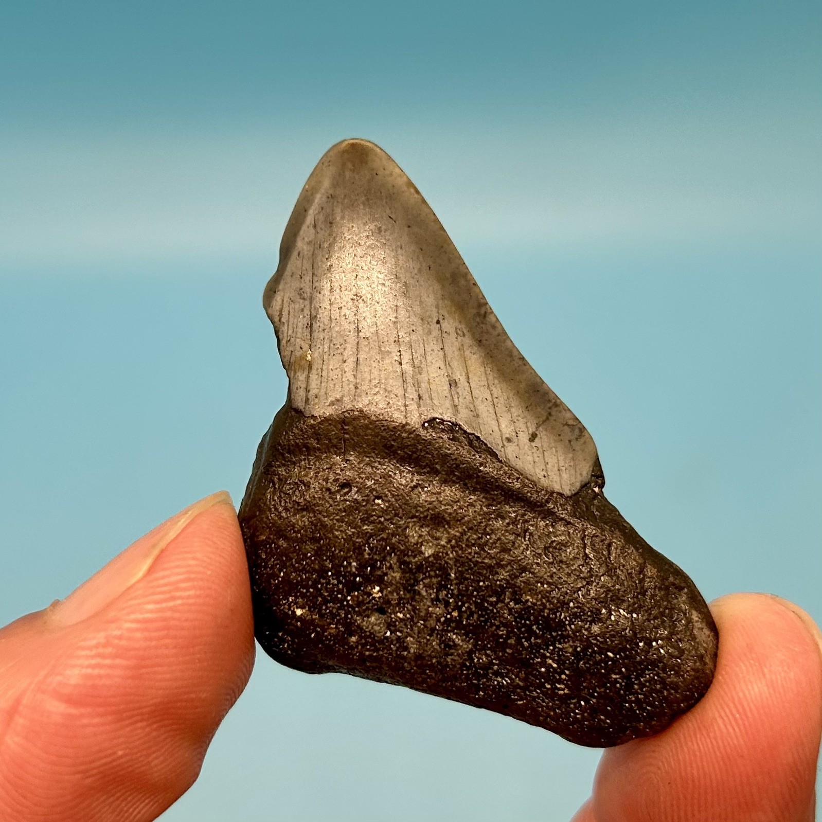 1.98” Megalodon Shark Tooth - Bargain Deal - No Restoration or Repair