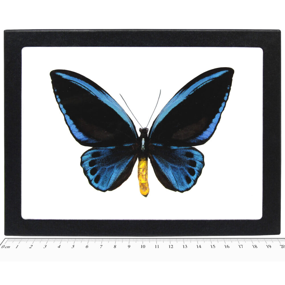 Ornithoptera urvillianus MALE blue black butterfly RARE FRAMED