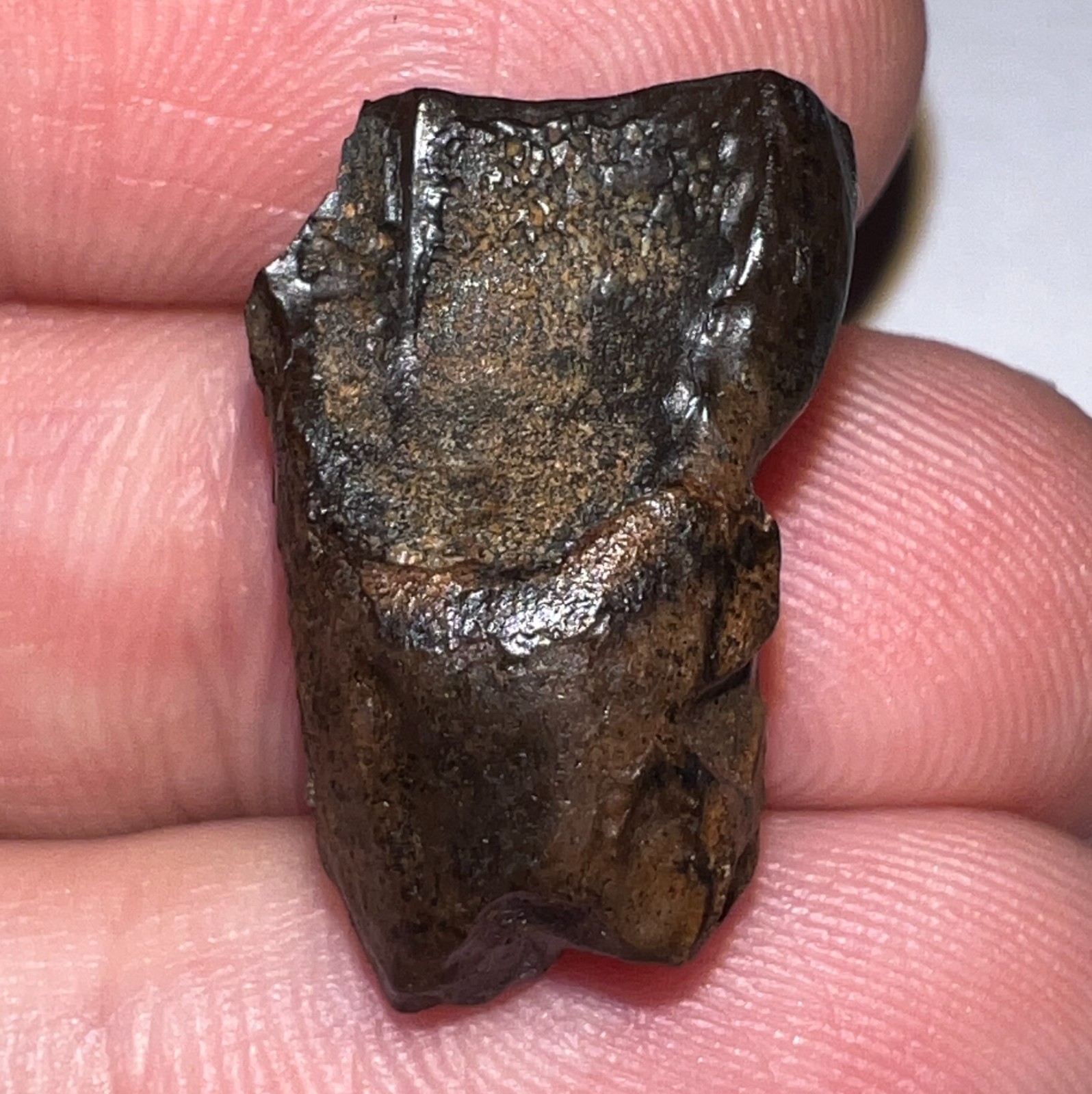 Framed Large TRICERATOPS or TOROSAURUS Fossil Dinosaur Tooth .79 Inches