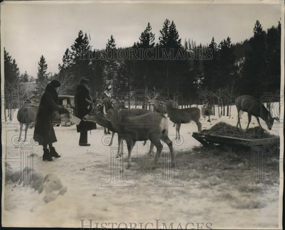 1934 Press Photo Jasper Natl Park Canada Mrs T OHagen feeding elk - nex70513