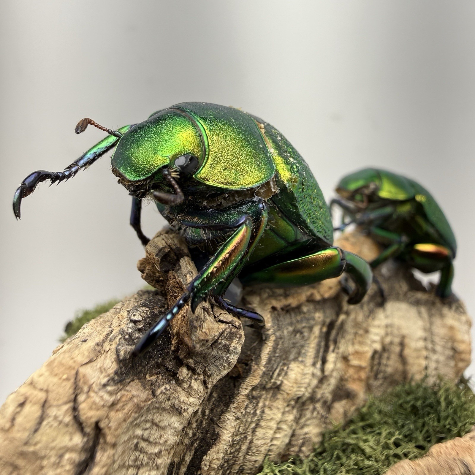 Pair of Chrysophora chrysochlora Scarab Beetles Mounted Real Insect Taxidermy