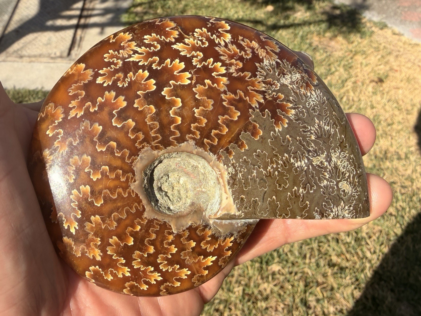 4.5” Polished Madagascar Ammonite Fossil-Whole Specimen-Museum Quality