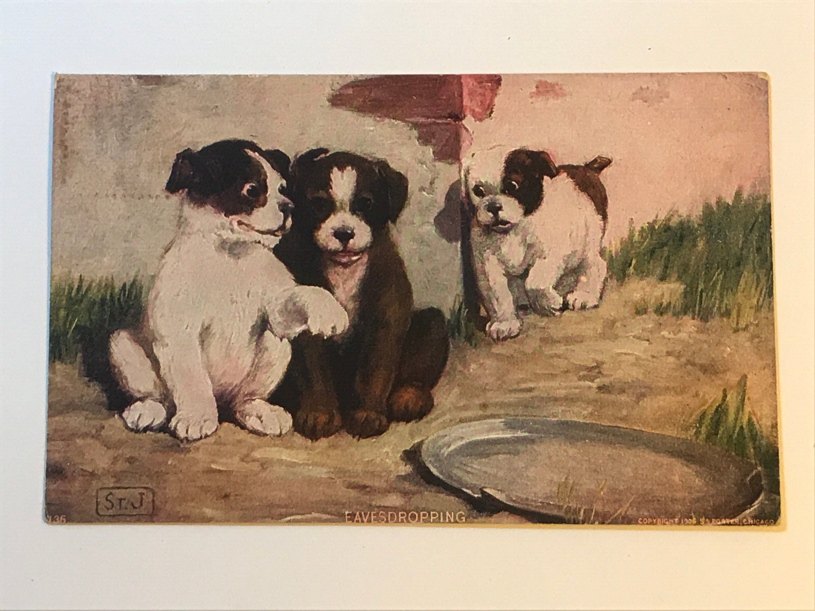 Postcard Puppies Dogs Playing Mischief \