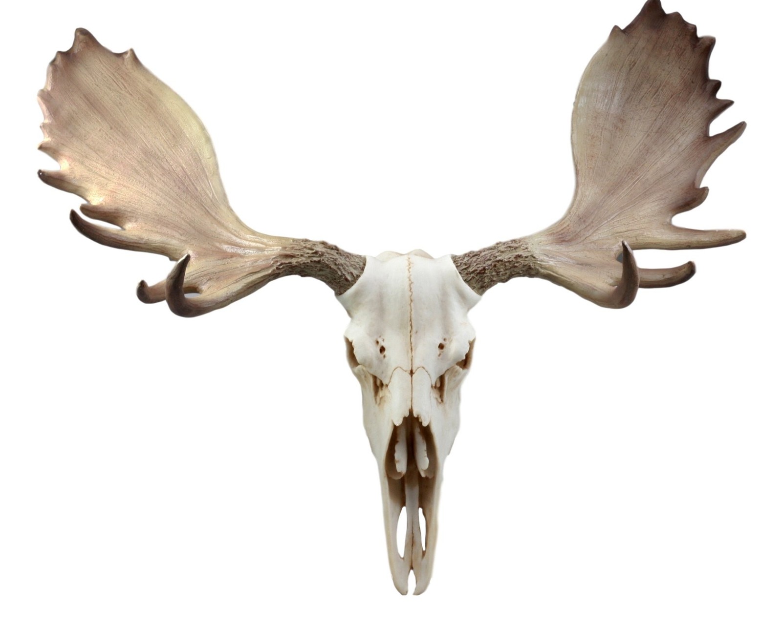 Ebros Czar North American Bull Moose Skull Wall Decor 22\