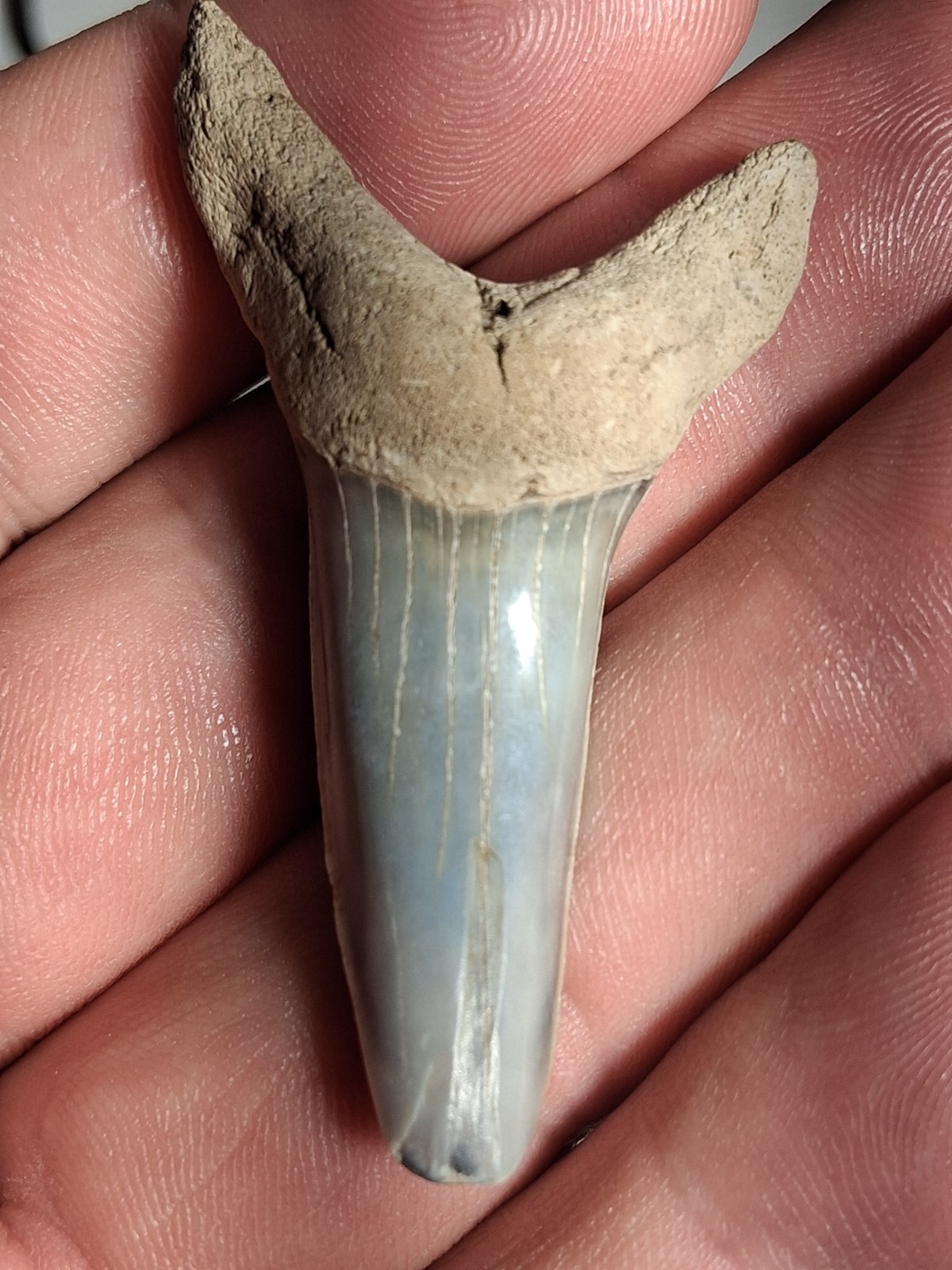 RARE HASTALIS LOWER  MAKO SHARKS TOOTH VICTORIA AUSTRALIA  2.41