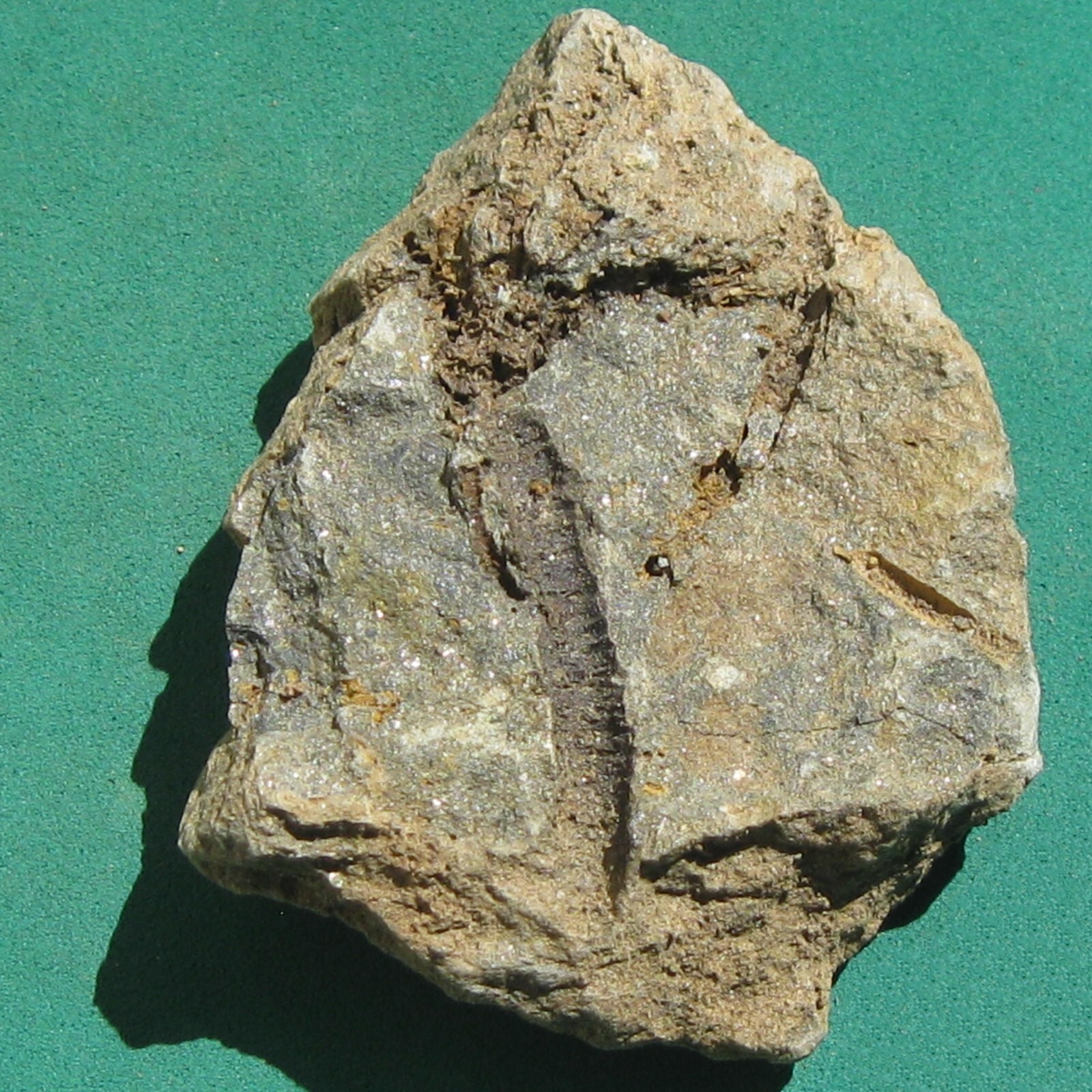 Crinoid, Bolivia Devonian rare fossil