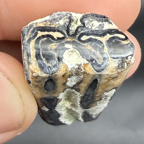 FOSSIL HORSE TOOTH BEAUTIFULLY POLISHED COLORS VENICE FLORIDA