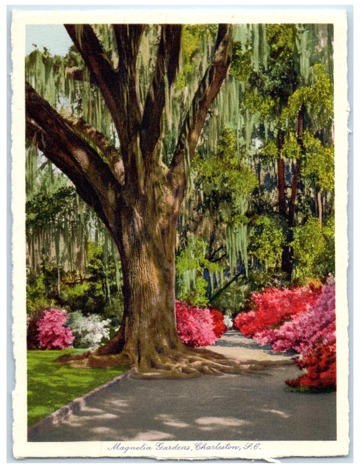 c1930\'s Magnolia Gardens Charleston South Carolina NC, Trees Vintage Postcard