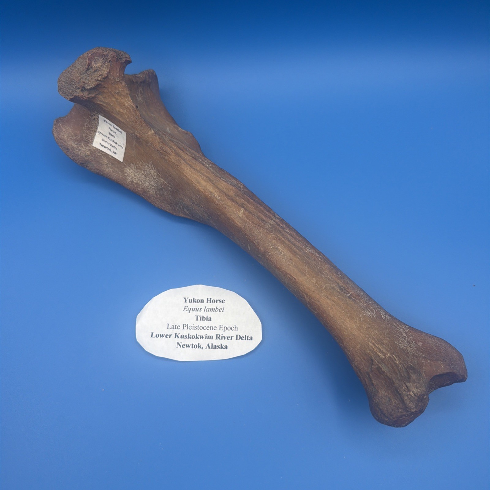 Fossil Yukon Horse Tibia