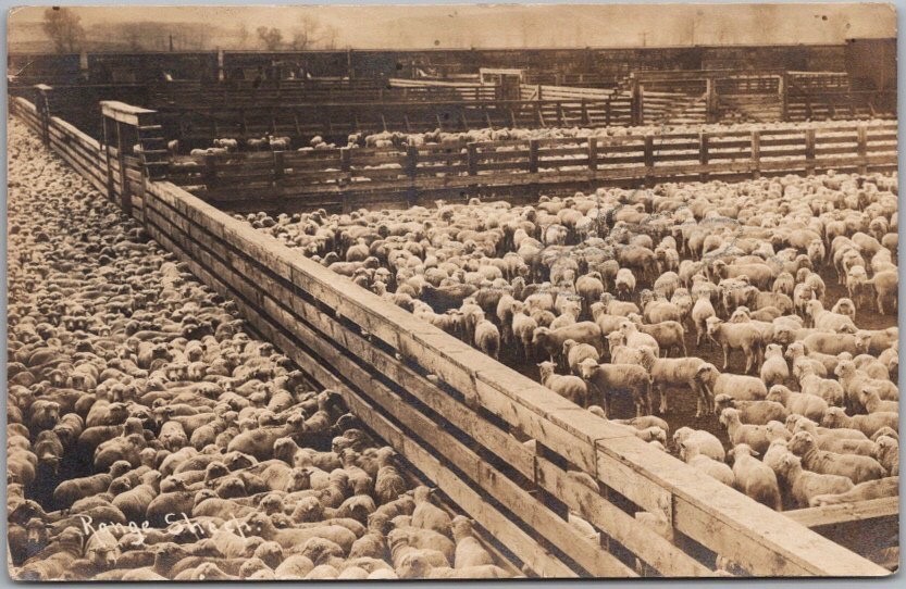 1909 Photo RPPC Postcard \