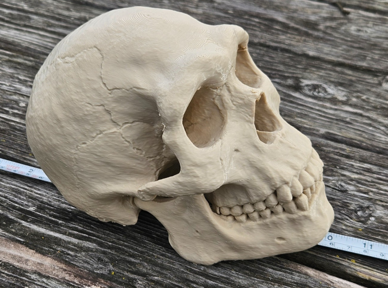 Neanderthal Skull Replica Homo Neanderthalensis Paleoanthropology Prehistoric