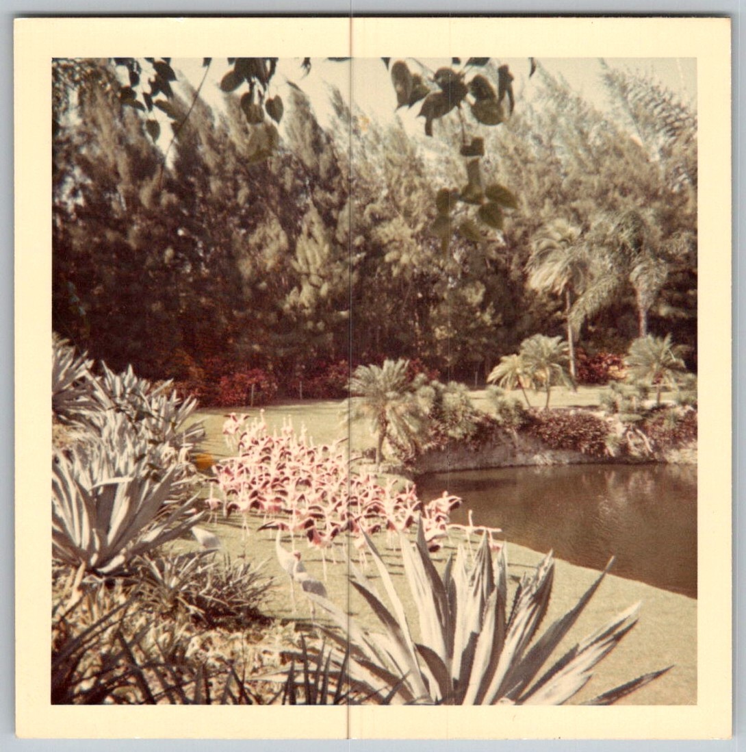Vtg Color Snapshot Flock Of Pink Flamingos In Tropical Garden Pond Palms 1960s