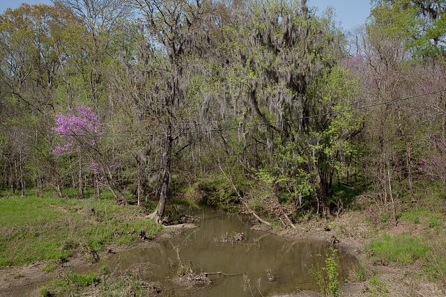 Photo:Rural Alabama Spring Swamp Creek Landscape 2010 Photograph