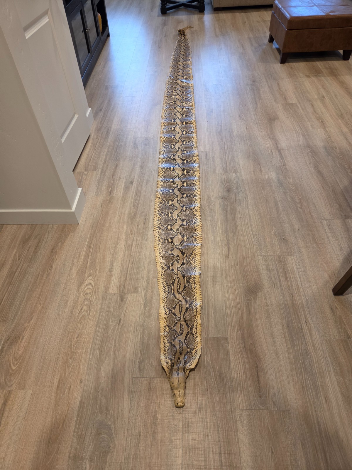 Python Snake Skin from Thailand, 1984, rare, leather hide 14 ft. & 9 in. length