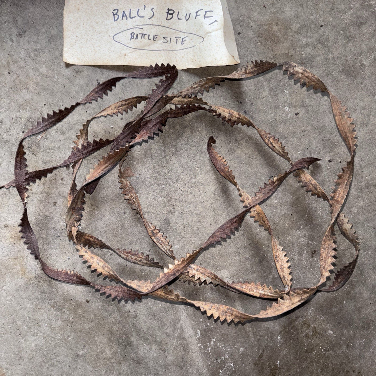 Rare Antique Barbed Wire Allis Sawtooth Ribbon 1881-1899 See Description