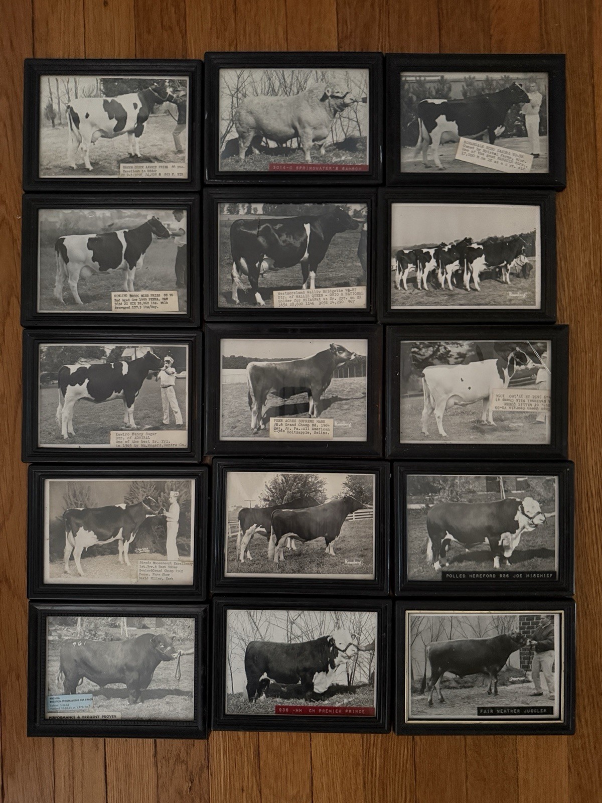 15 Vintage 1960s Dairy Cow Photos Strohmeyer Carpenter Wetmore Weaver Remsberg