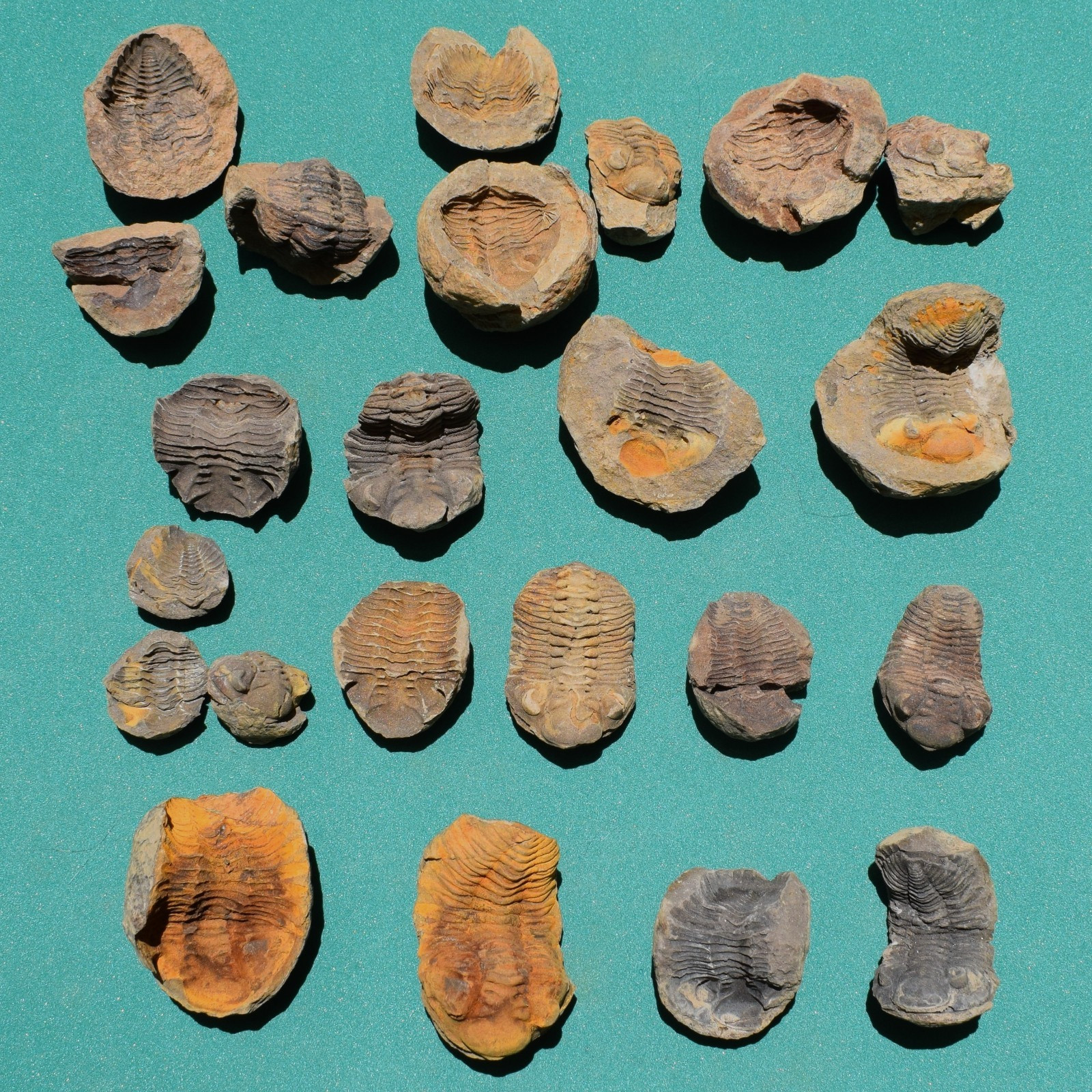 Collection of 10 complete trilobite fossils in nodules from Bolivia Devonian.