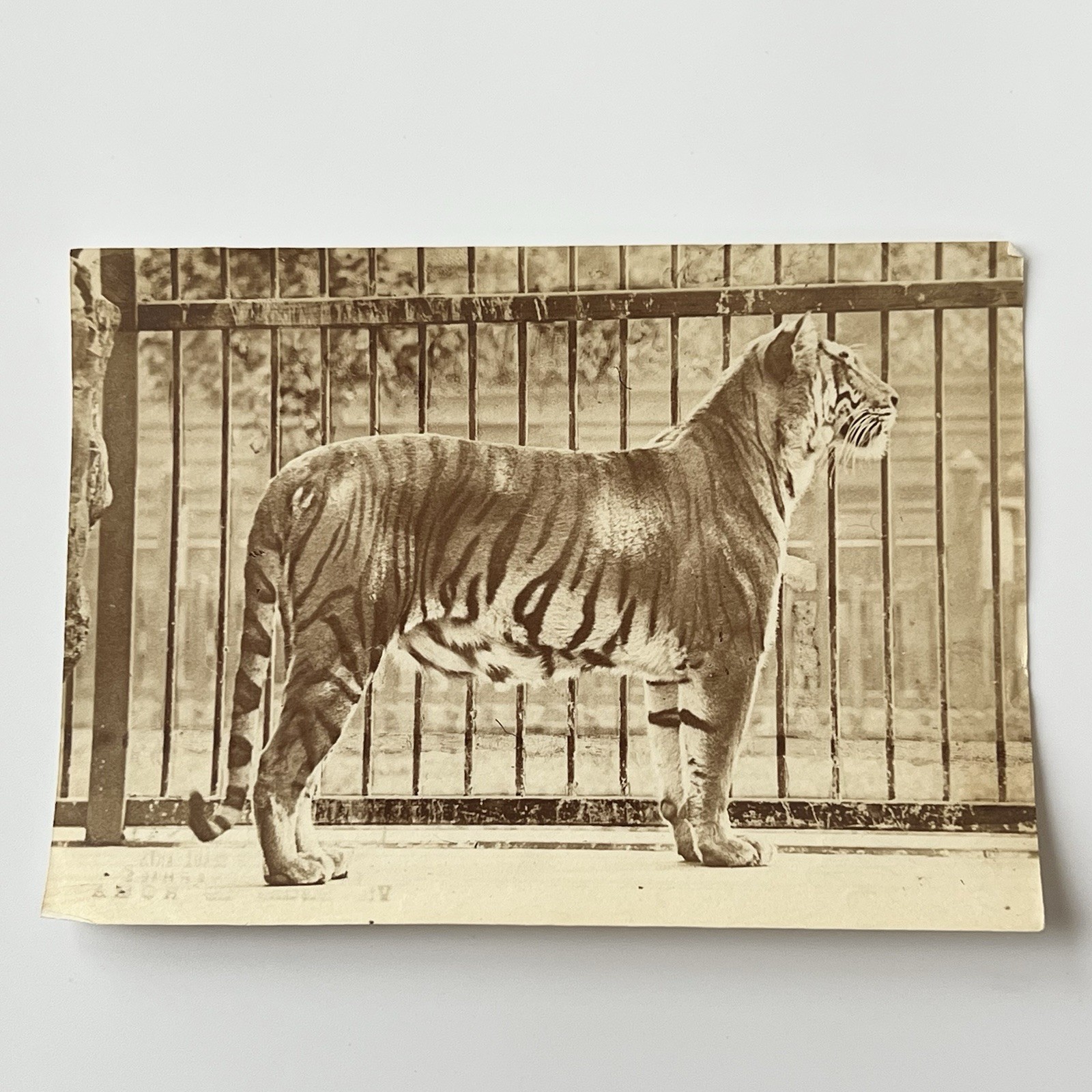 Antique Souvenir Photograph Tiger In Zoo Sold In Rome Italy Italian History